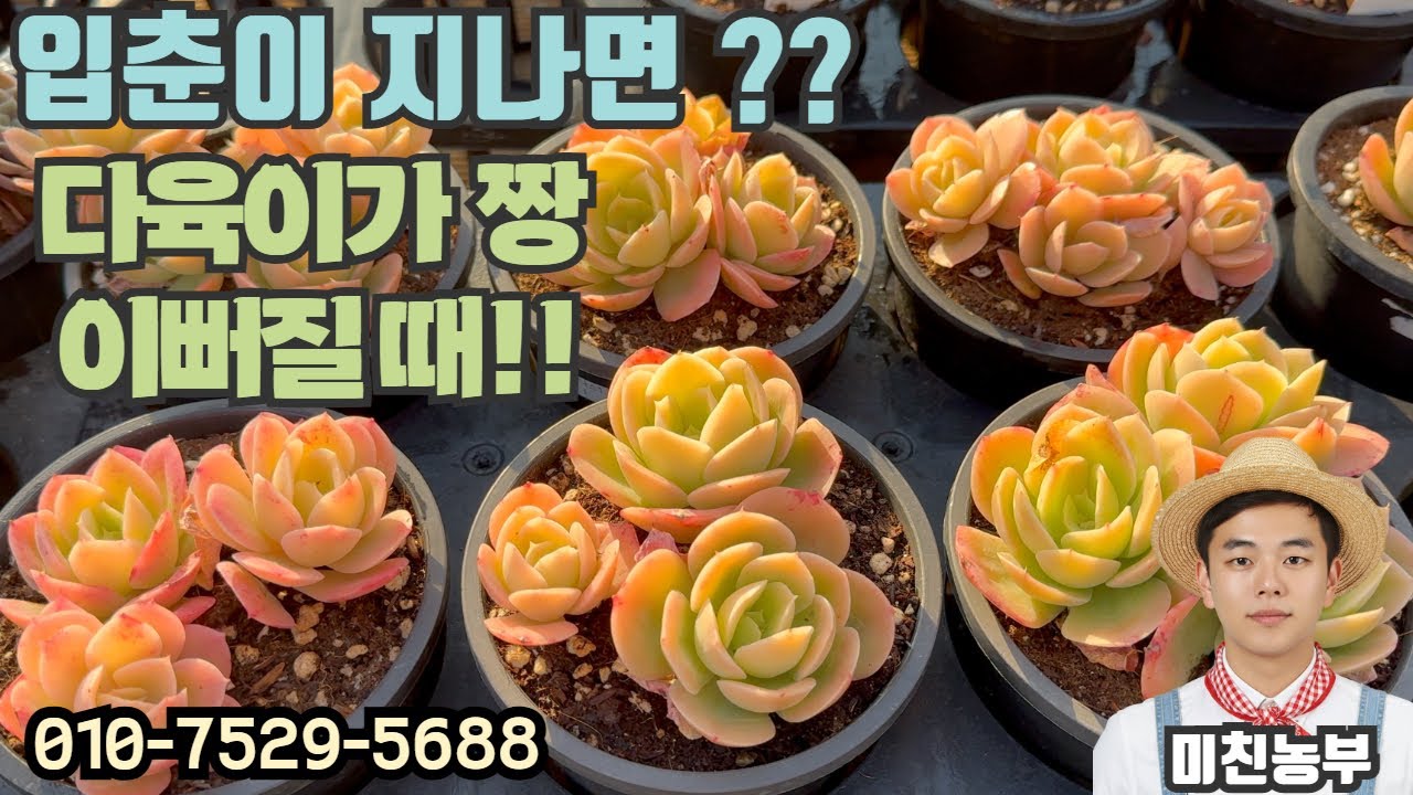 입춘이 지나면 뭐다? 바로 다육이를 사야할 때죠!! 미친 가격으로 고급품종 다육 소개합니다