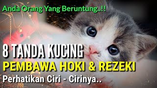 KUCING MALAIKAT MIKAIL !! Anda Beruntung Jika Menemukannya | 8 Ciri Kucing Pembawa Hoki Dan Rezeki