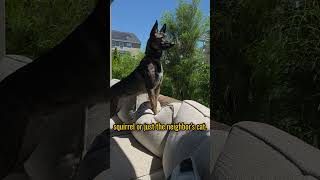 Meet Your New Backyard Security System 🐕 #germanshepherd #dogshorts #backyard #petshub #doggie