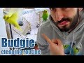 Budgie cleaning routine