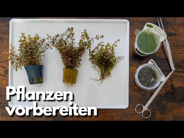 Aquarium Pflanzen vorbereiten! Topfpflanzen und InVitro - YouTube