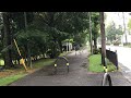 本日のメタセコイヤ通り。8/6
