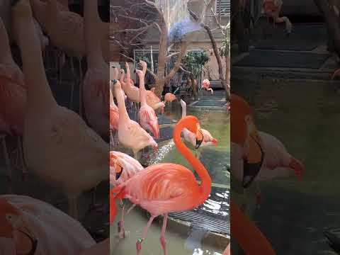 Colorful Flamingo : Denver Zoo #shorts #animals