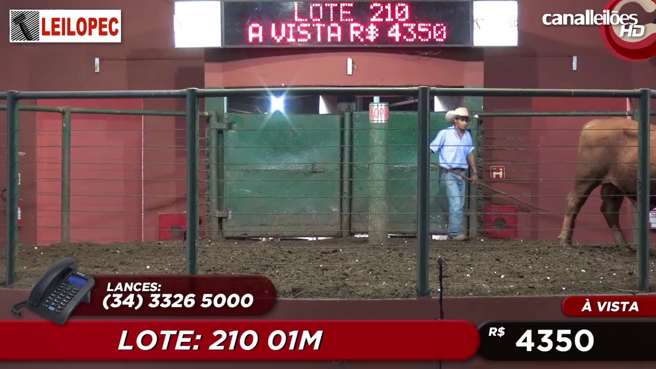 CANAL LEILÕES - LEILOPEC (20/12/2020)