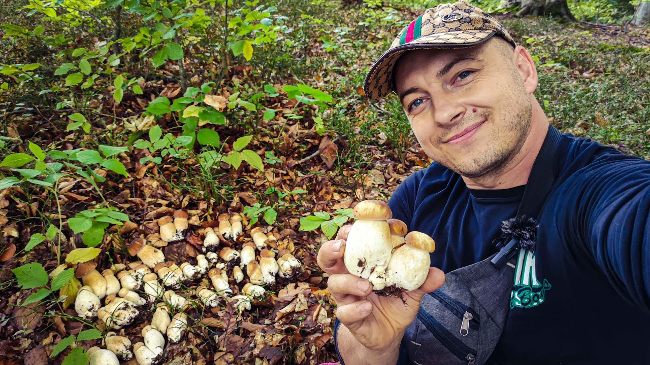 ПОЛЯНИ БІЛИХ ГРИБІВ. ГРИБНИК В ШОЦІ 26.09.2024