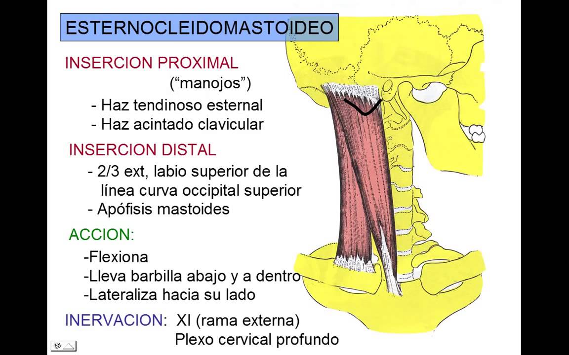 camera iphone 8 plus apk Esternocleidomastoideo grupo anteroexterno