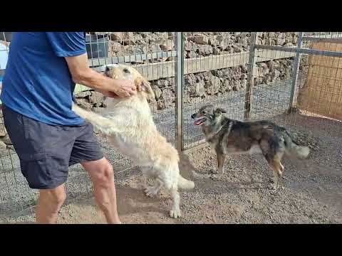 FLUFFY video