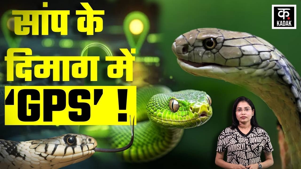 Snake Brain Challenge: King Cobra से लेकर Python तक , सांपों की ...