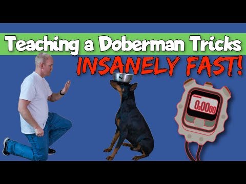 Comment enseigner à un Tricks rapide Doberman Insanely