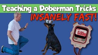 How to Teach Tricks to a Doberman Insanely Fast Train Your Doberman In A Snap 7 Expert Shortcuts