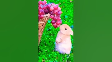 Khoảnh Khắc Bé Thỏ Dễ Thương Nhất Khi Ăn Trái Cây #shortsvideo #shorts #rabbit