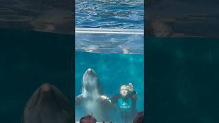 Dolphins