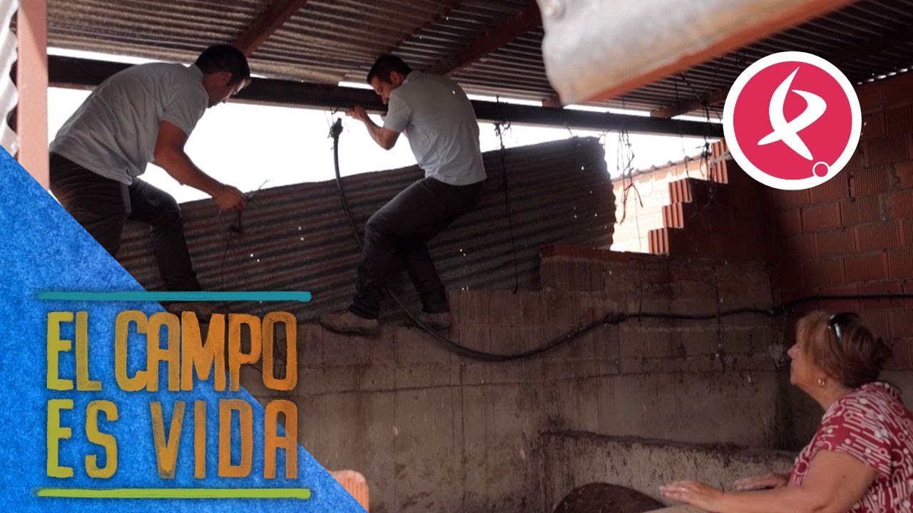 Los Mellis ayudan a Boni en la nave de los cochinos | El campo es vida