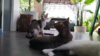 Cats on the porch can't wait for lunch #Cats #القطط #Gatos #Кошки #חתולים #猫