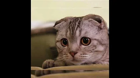 Video 4535271: cat funnycats kitten cutecat, cat european, cat eyes funny, angry cat, cute pets