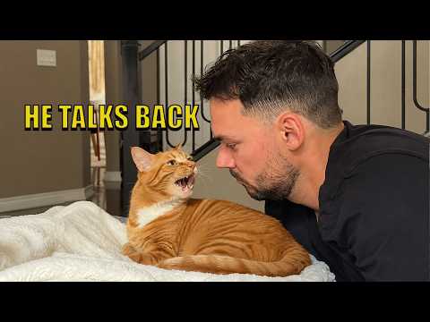 My Cat Won’t Stop Talking Back 😭🐱