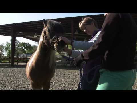 Working the Land: Large Animal Veterinarian