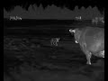 Rancher has a huge coyote problem  45 coyotes down with the iray rs75 thermal