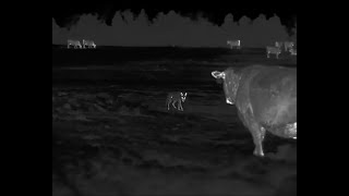 Rancher has a HUGE Coyote Problem | 45 Coyotes down with the HD Iray RS-75 Thermal.