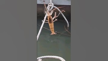 tiếp tục lên con tôm nữa nhe mọi người#cautom#song#chê miền tây