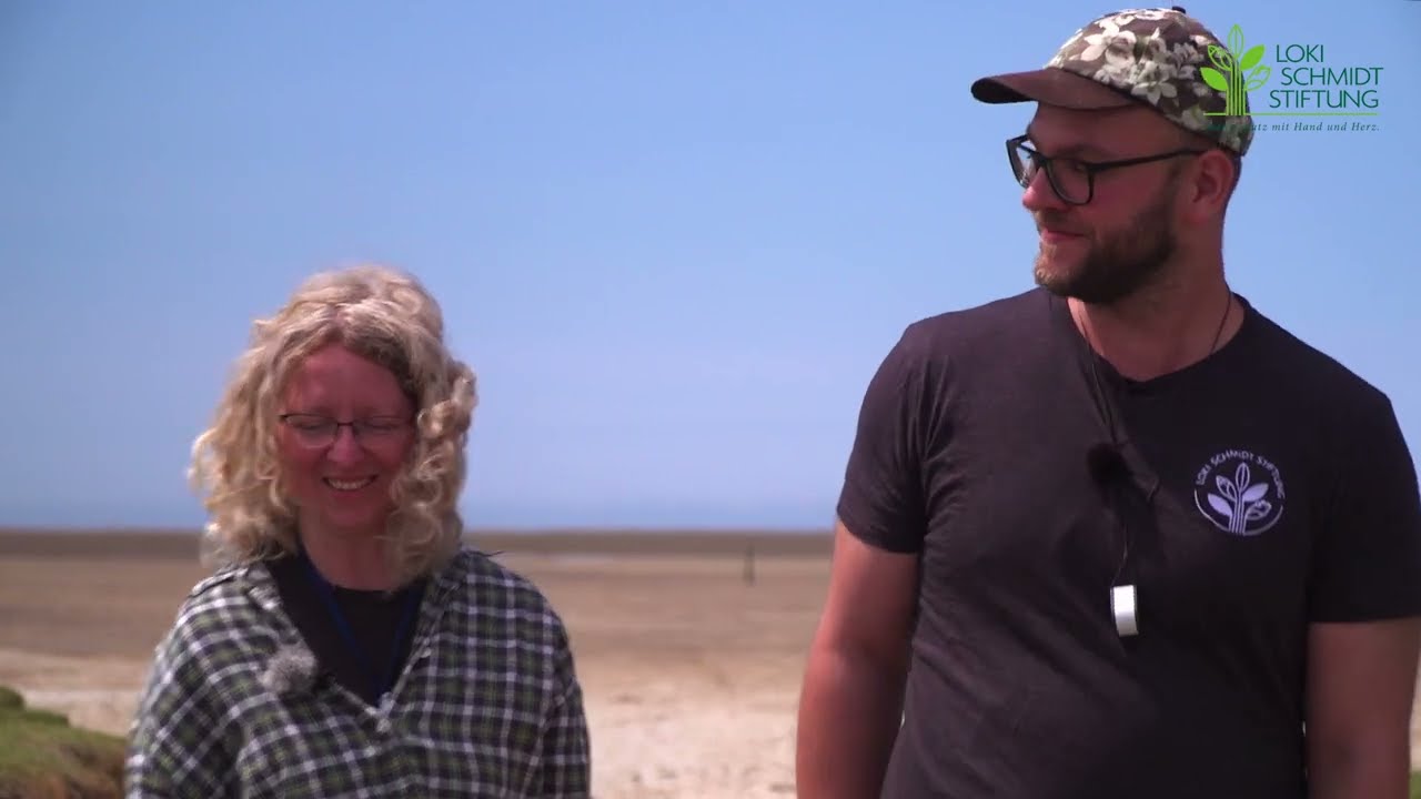 Die Grasnelke ist Blume des Jahres 2024