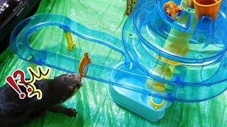 The water slide will make otter bingo so excited