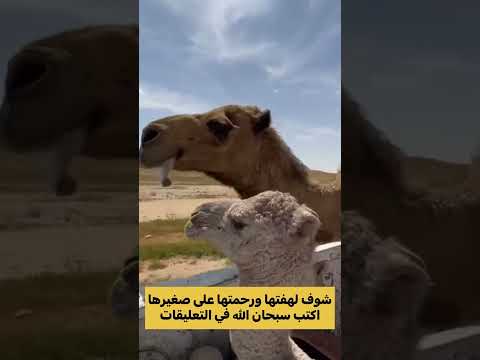 الناقة شوف لهفتها ورحمتها على صغيرها اكتب سبحان الله في التعليقات جمل جمل جمل جمل سفينة الصحراء