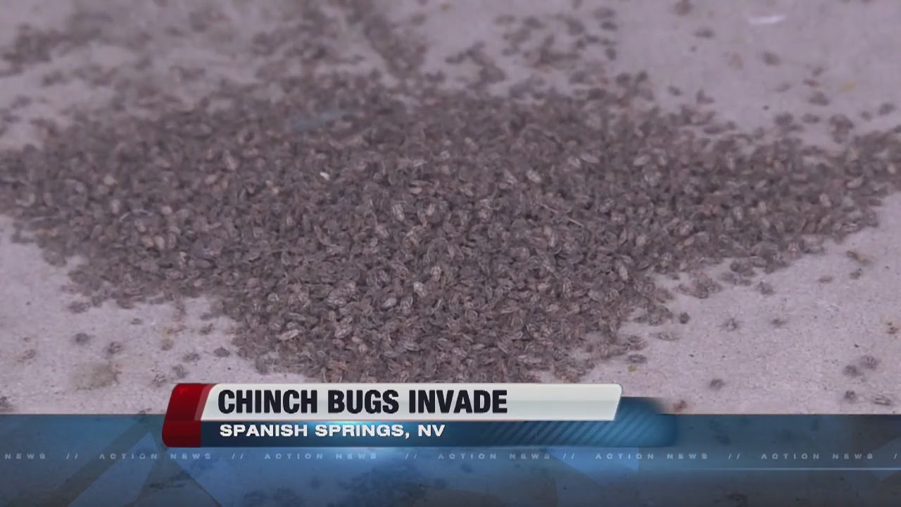 Chinch bugs Northern Nevada neighborhood YouTube
