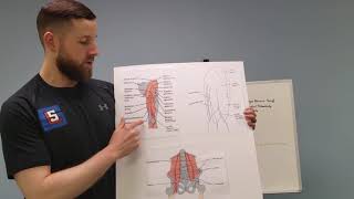 Hamstrings Anatomy and Function