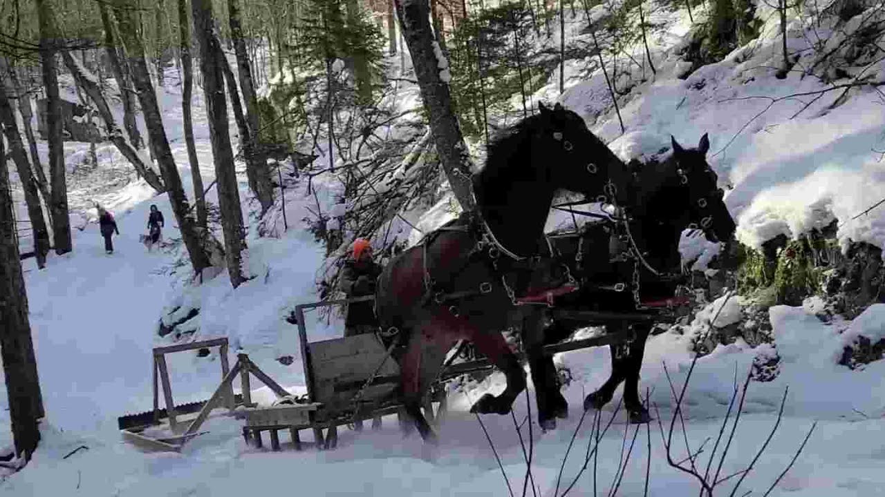 Grooming Forest Roads with a Team of Draft Horses
