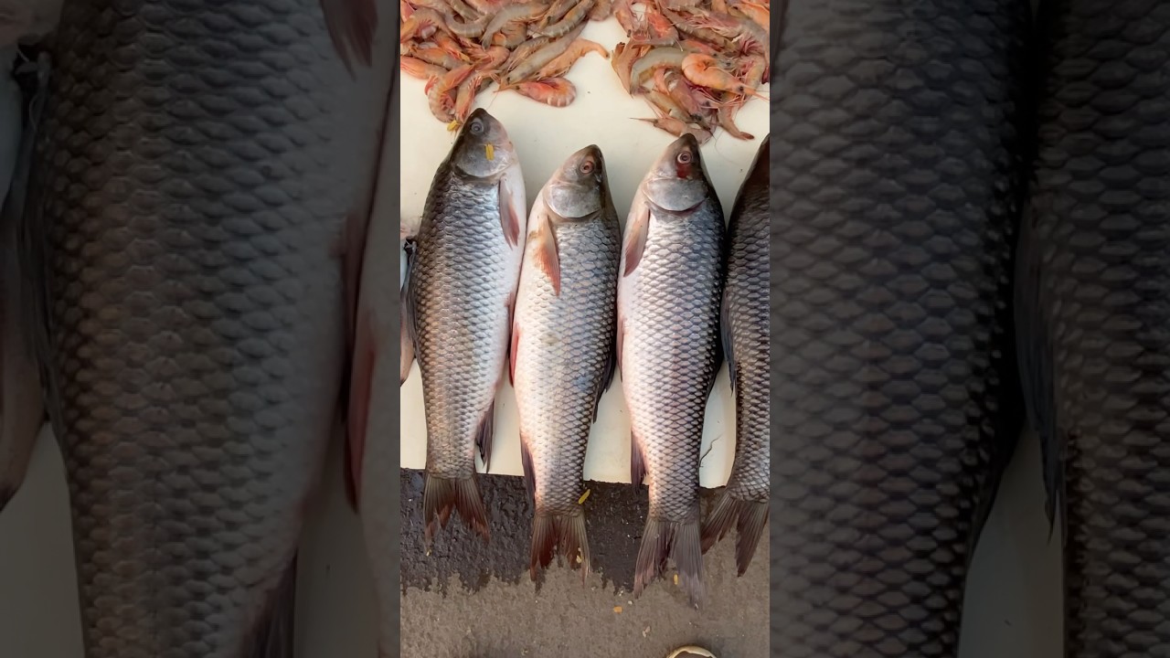 गोड्या पाण्याचा रोहू मासा आणि पापलेट मासा