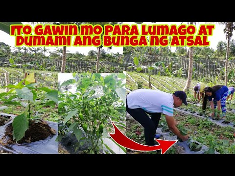 Video: Paano at ano ang palaguin sa isang greenhouse?