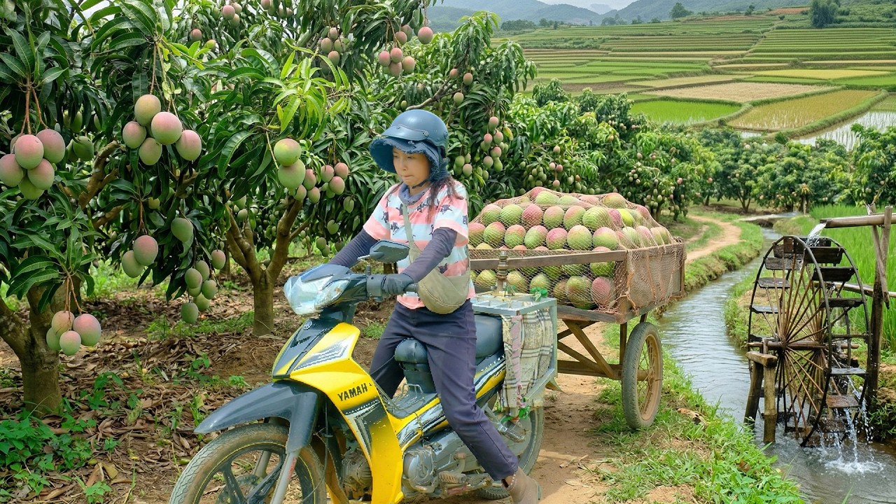 Harvest A Truckload Of Pink Australian Mangoes To Sell At The Market – Sow Vegetable Seeds