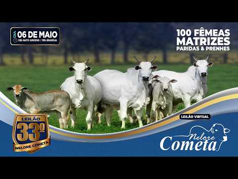 LOTE 65