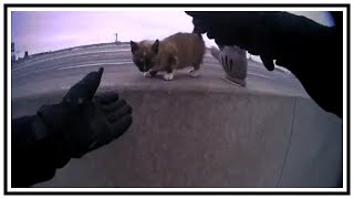 Police Officer Rescues Kitten On Highway Median | Body Cam | United States | 20190103