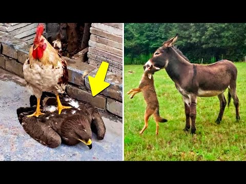 معارك تعاركت فيها الحيوانات المفترسة مع الخصم الخاطئ