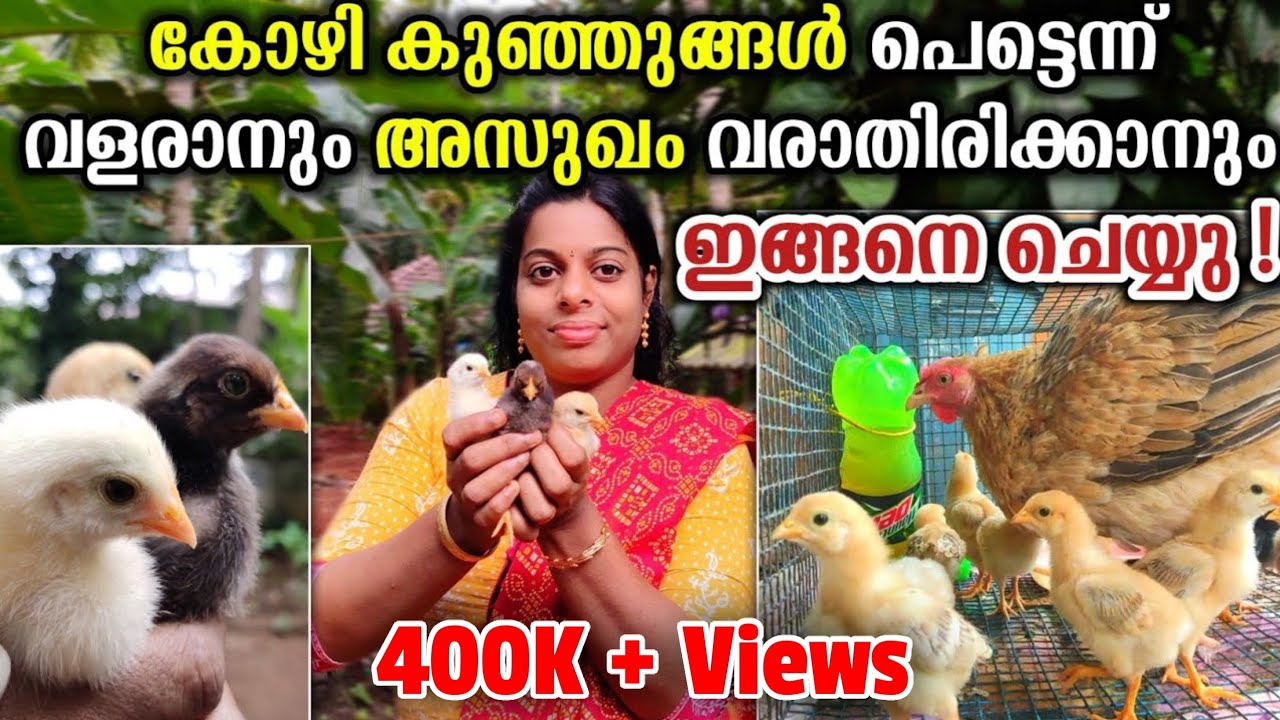 കോഴി കുഞ്ഞുങ്ങൾ പെട്ടെന്ന് വളരാനും അസുഖം വരാതിരിക്കാനും ഇങ്ങനെ ചെയ്യു | Poults tips in Malaylam ||