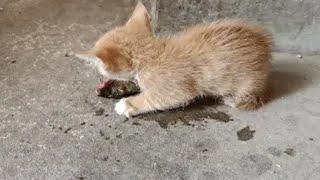 小奶猫猫生第一次吃鱼的高兴的都快飞起来！ by Little Zhang's Cats 6 views 6 days ago 2 minutes, 8 seconds