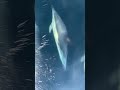 Humpback Whales and Dolphins - Cape Cod offshore (Regal Sword)
