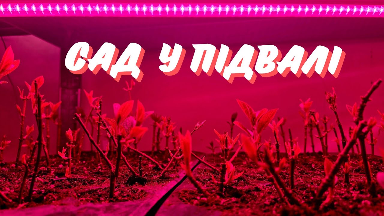 Как я выращиваю гортензии и злаки в подвале: обзор моей тайной комнаты ❄️