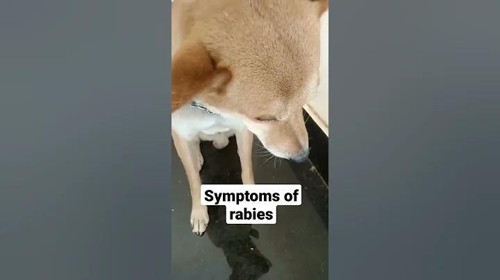 Symptoms of rabies in dogs😥pls take care before it will be late|dog rabies|dog bite|attack |shorts - DayDayNews