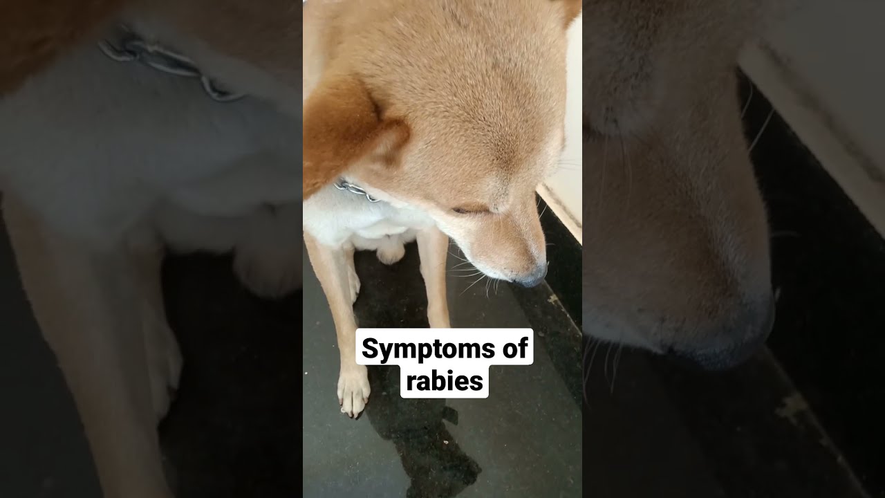 Symptoms Of Rabies In Dogs😥Pls Take Care Before It Will Be Late|Dog Rabies|Dog Bite|Attack |Shorts