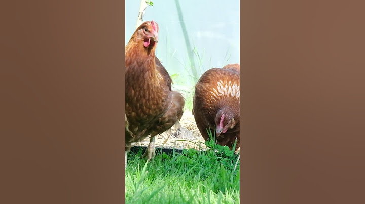 How many eggs do chickens lay? | Keeping Chickens #chickens #eggs  #urbanfarming