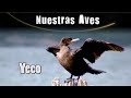 YECO - Serie Nuestras Aves