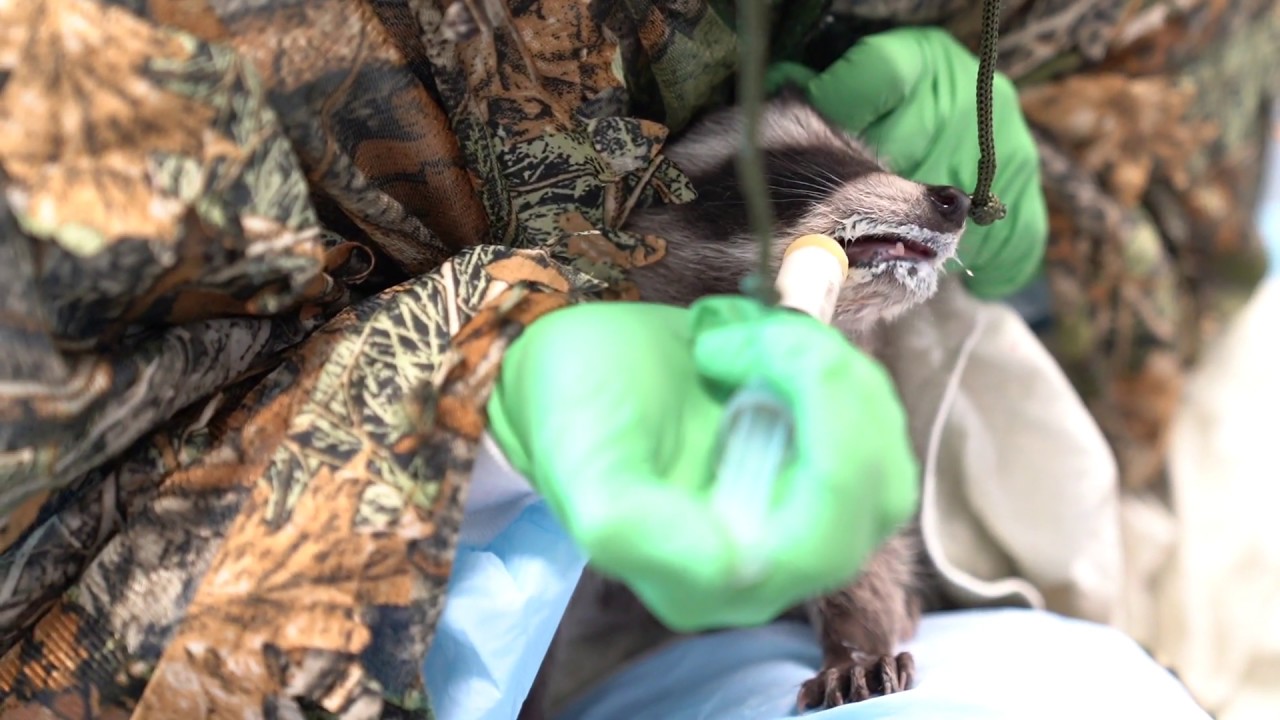 Think Wild Wildlife Hospital Behind the Scenes Animal Care YouTube