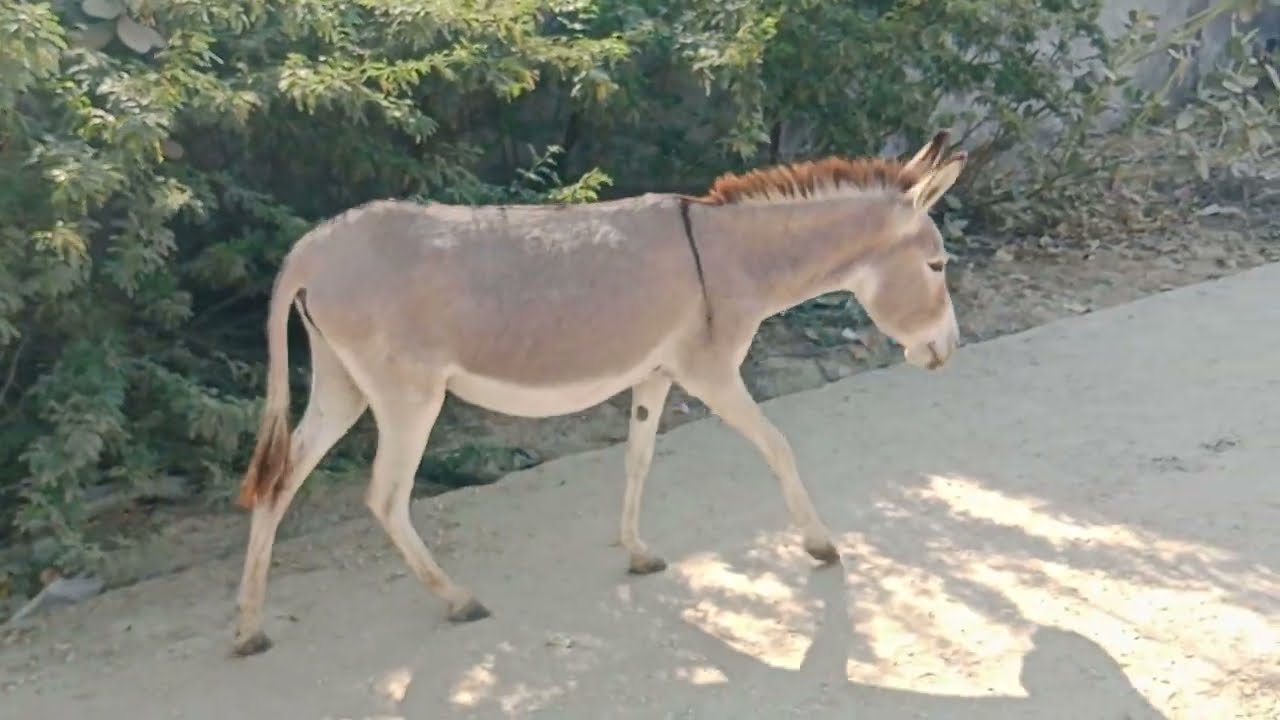 Biggest donkey video in the world #animals #donkey #desert 