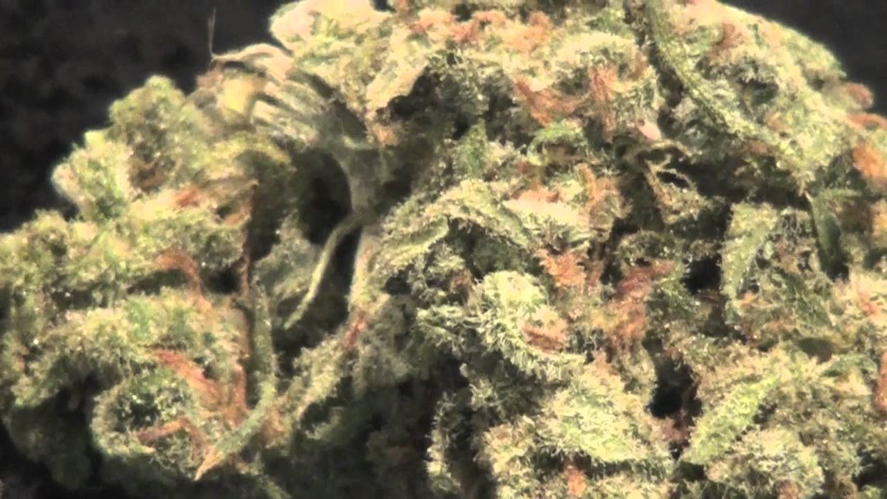 NugNews#22: Green Crack & Jack Herer!