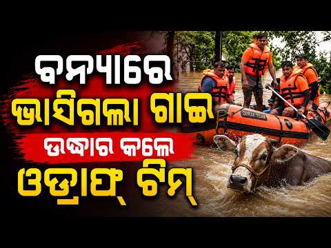 ବନ୍ୟାରେ ଭାସିଗଲା ଗାଈ... | Odisha Flood Fury | ODRAF & Fire Services Rescue Operation | Jajpur Flood