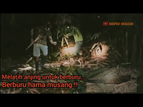 Video: Bolehkah anda melatih musang seperti anjing?