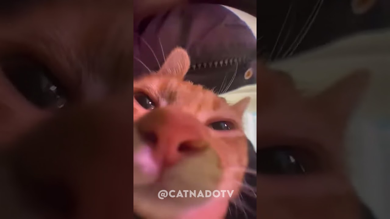 cat sounds
